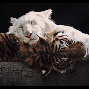 Meet your Posher, Carlos andres